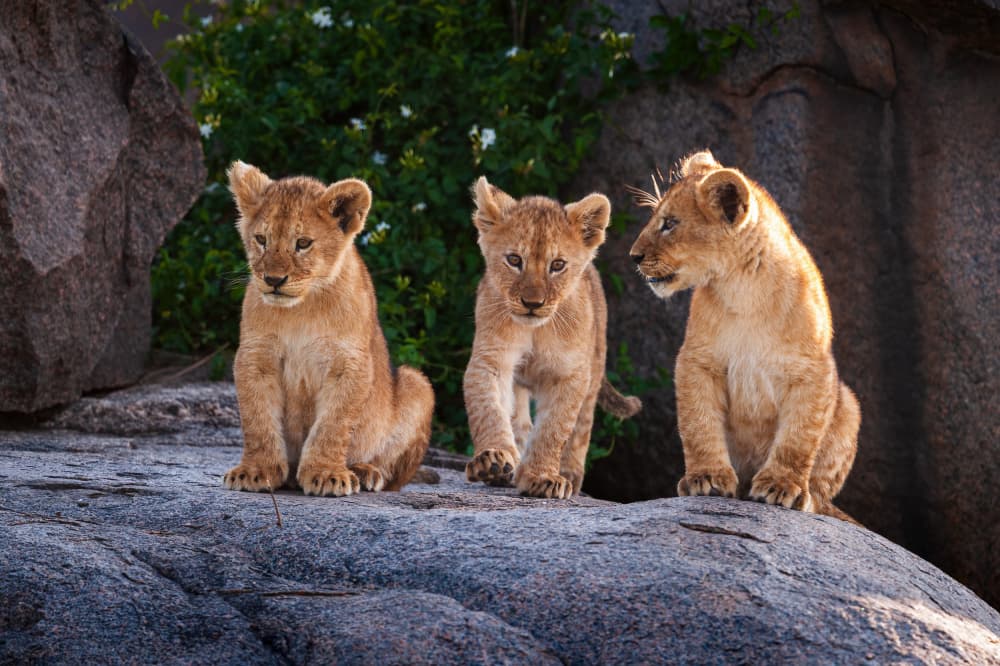 Young Lion Trio by Massimo Felici — canvas wall art