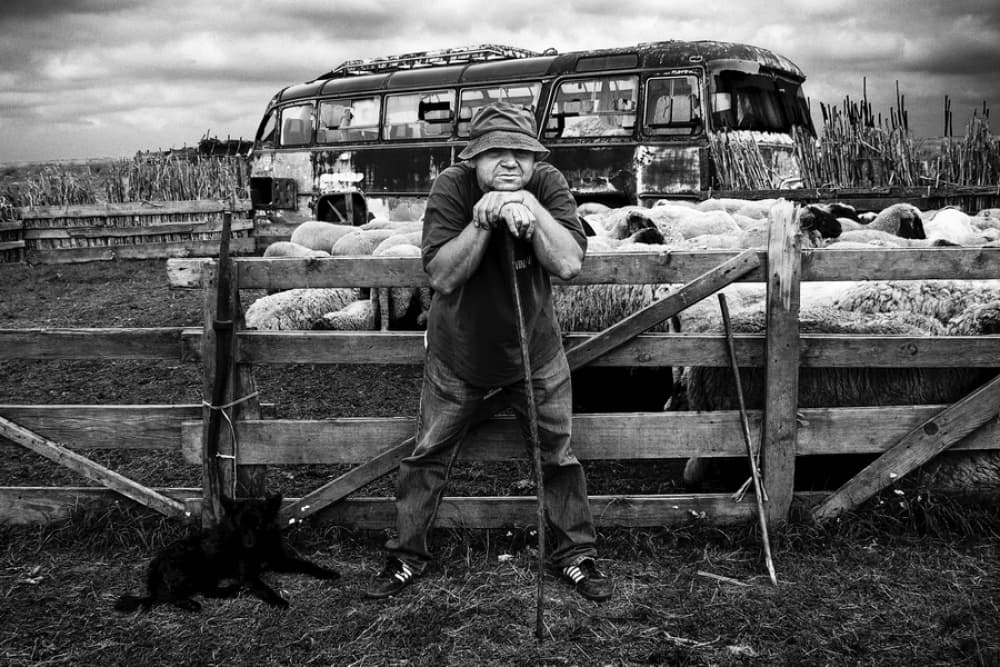 Rustic Shepherd With Dog by Goran Stamenkovic — canvas wall art