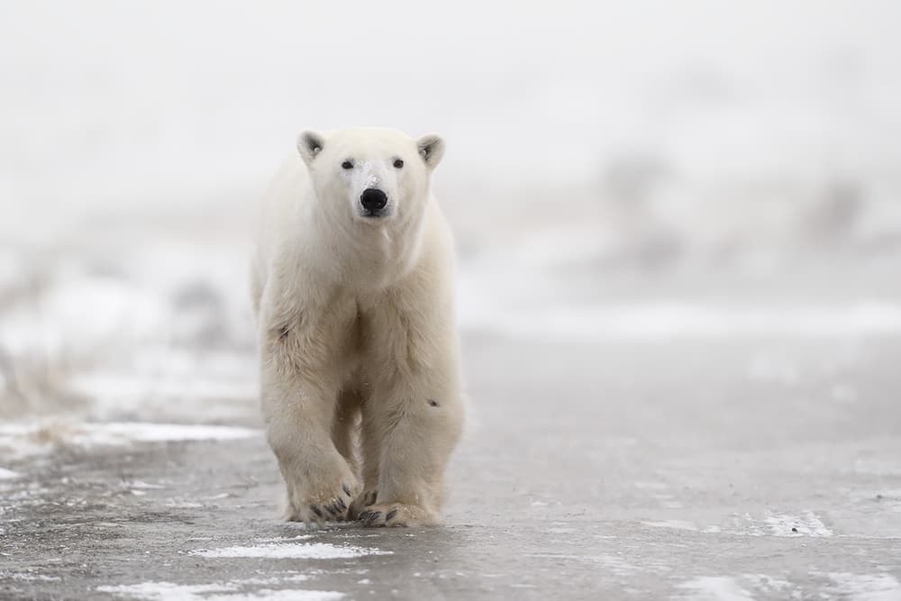 Arctic Polar Bear by Marco Pozzi — canvas wall art