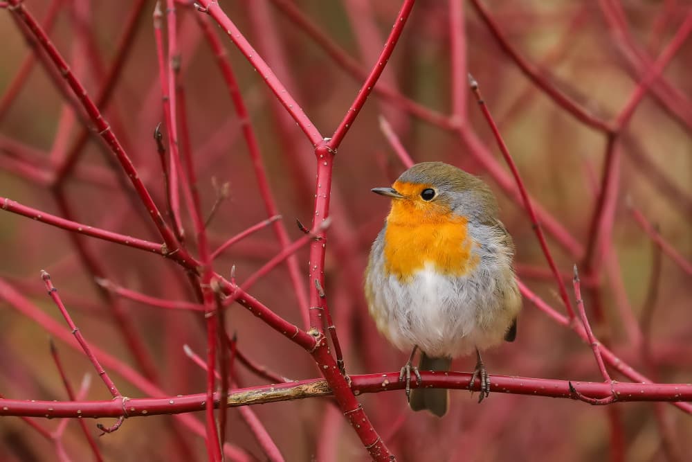 Vibrant Robin Red Branches by Annie Keizer — canvas wall art