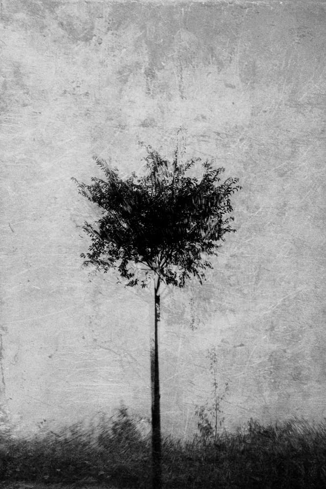 Monochrome Solitary Tree by Imaginative — canvas wall art