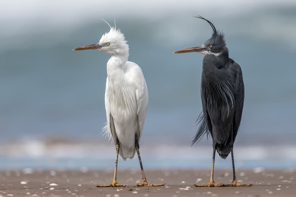 Pacific Reef Herons by Ahmed Sobhi — canvas wall art