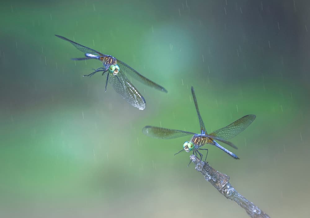 Dragonflies in Rain by Larry Deng APA — canvas wall art