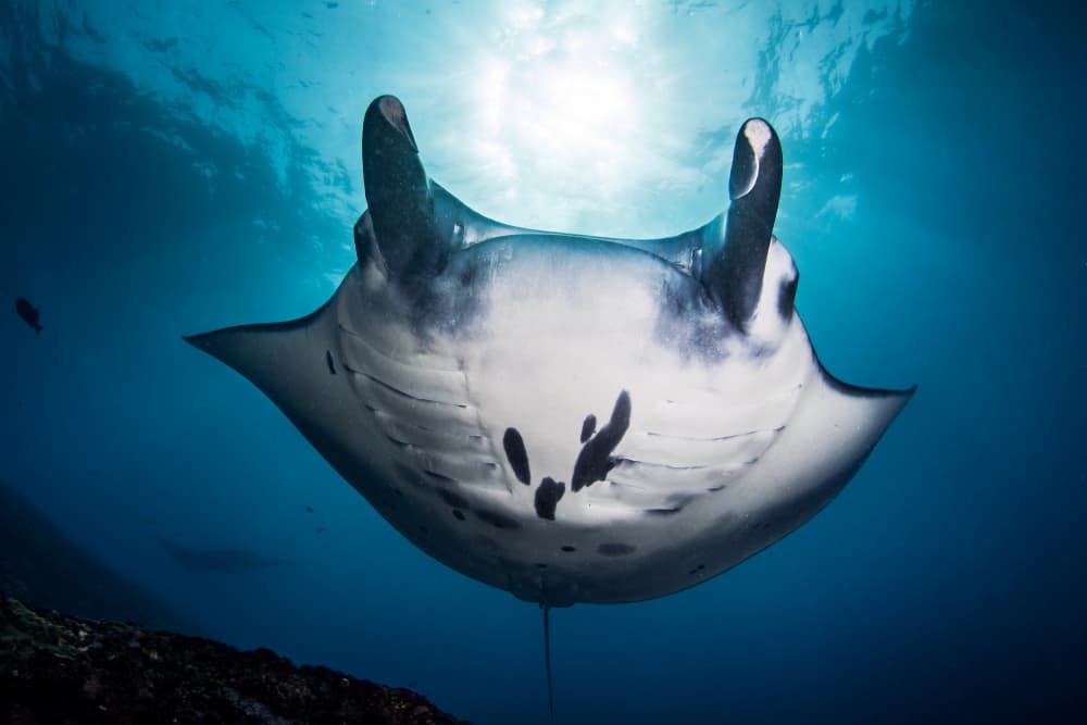 Sunlit Manta Ray by Cédric Péneau — canvas wall art