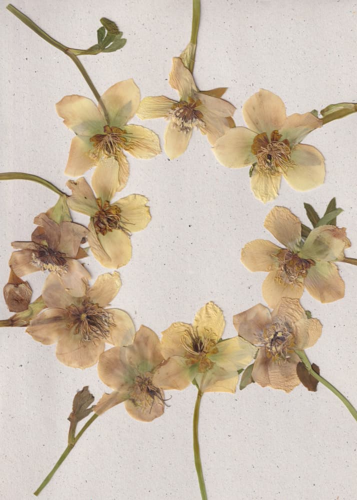 Pressed Floral Wreath by Maira Ribena — canvas wall art