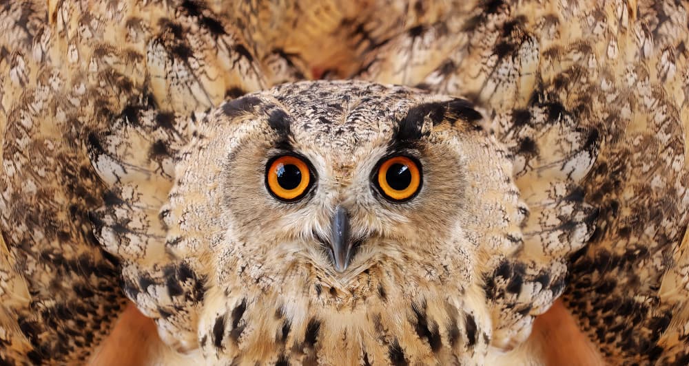 Majestic Owl Gaze by Yousef Abuaisheh — canvas wall art