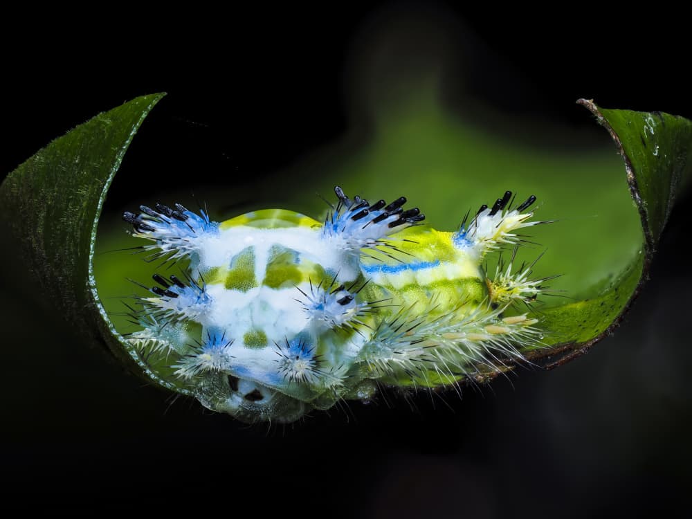 Vibrant Spiky Caterpillar by HuongHoang — canvas wall art