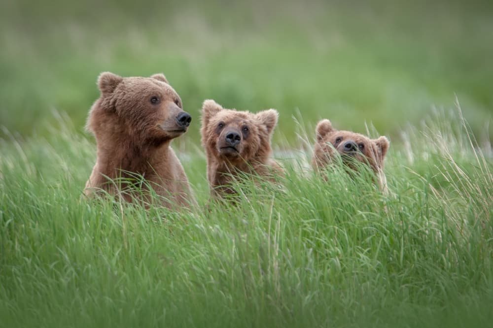 Watchful Bear Family by Nick Kalathas — canvas wall art