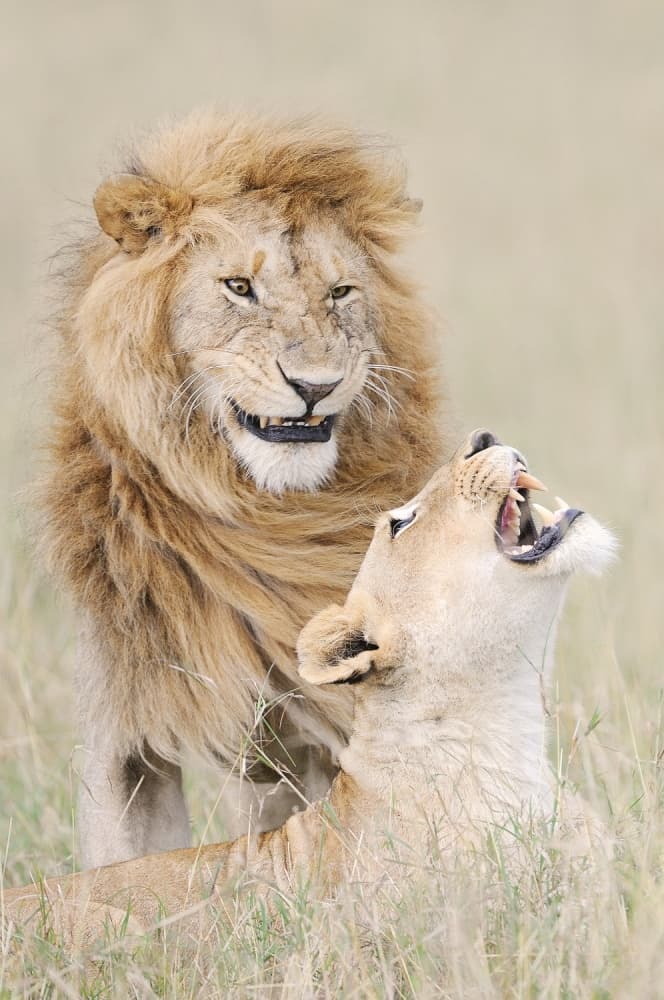 Lions Expressive Moment by Muriel Vekemans — canvas wall art