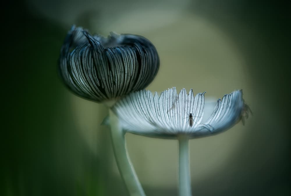 Delicate Forest Fungi by Piet Haaksma — canvas wall art