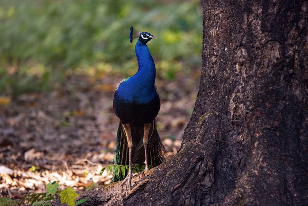 Majestic Blue Peacock by Dahlia Ambrose — canvas wall art