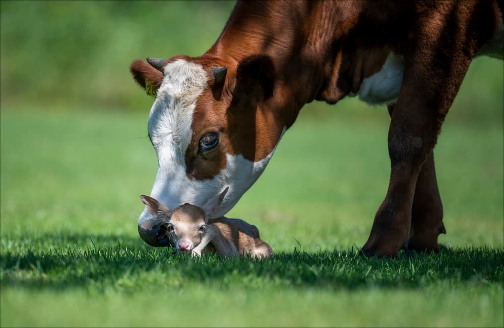 Gentle Cow And Fawn by Chris Coenders — canvas wall art