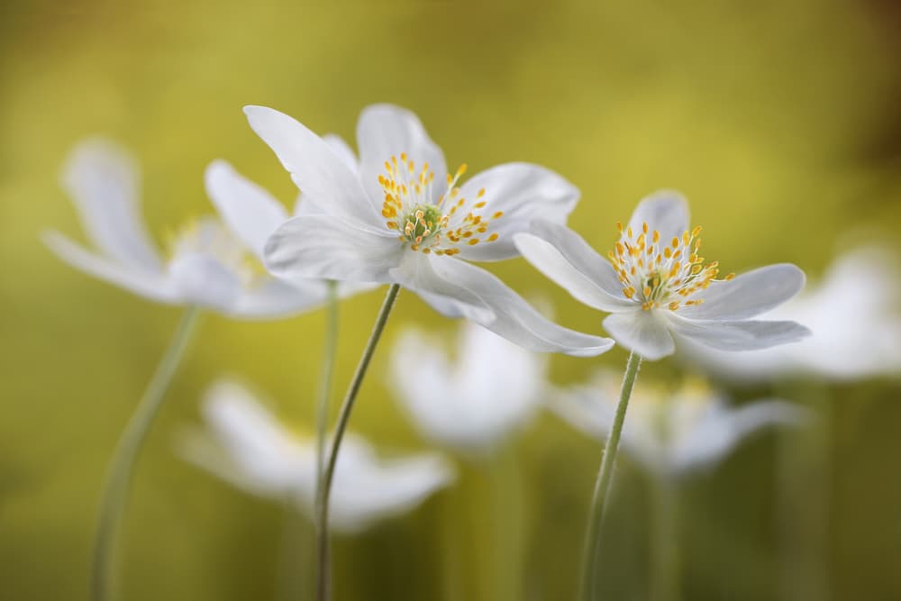 Wood Anemones by Mandy Disher — canvas wall art