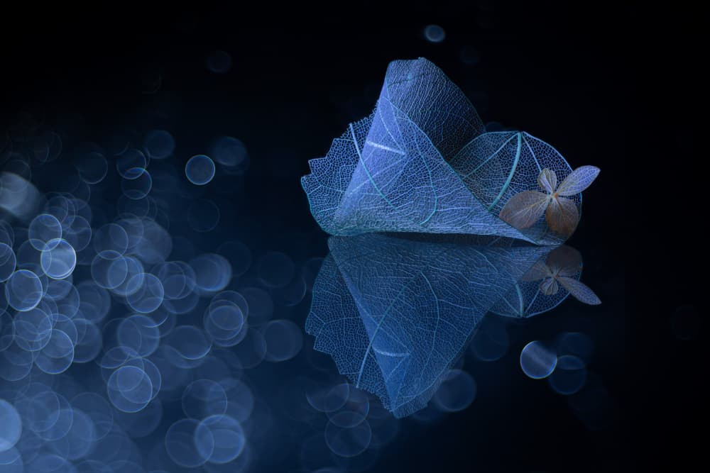 Deep Blue Delicates by Igor Kopcev — canvas wall art