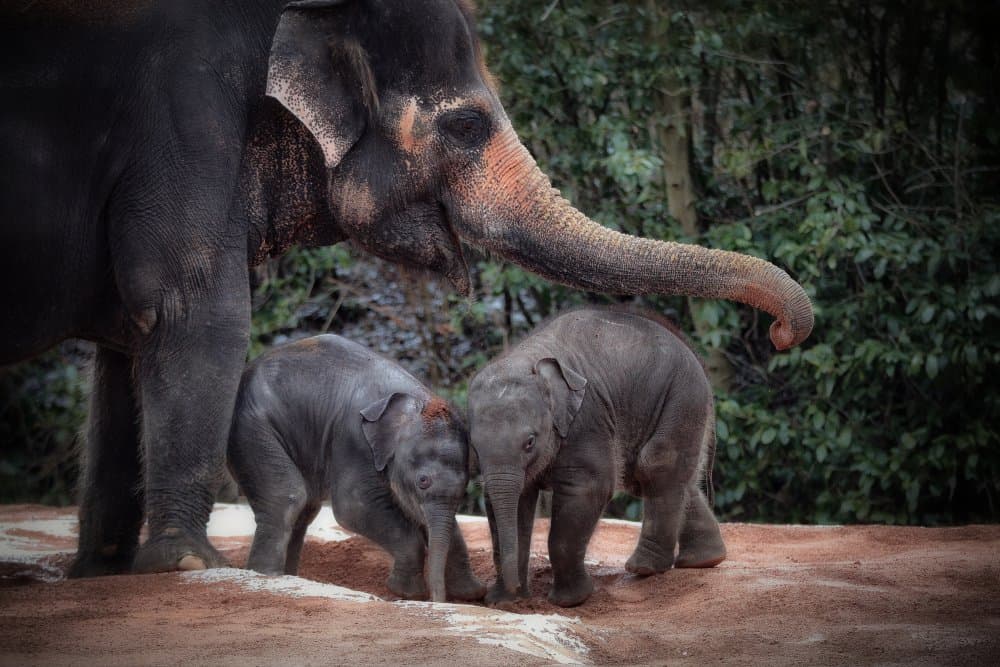 Elephant Family Trio by Antje Wenner-Braun — canvas wall art
