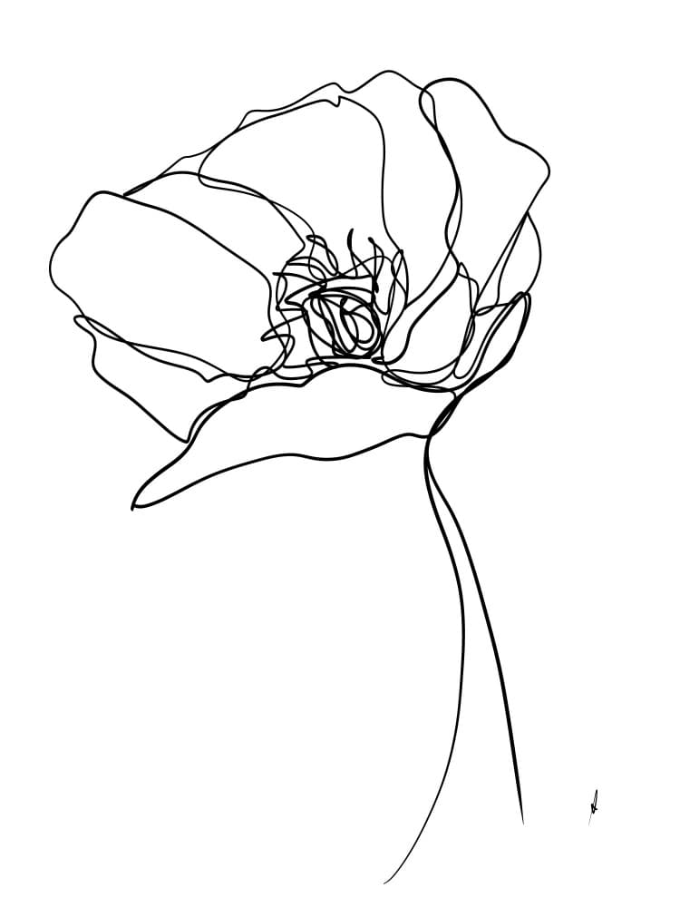 Delicate Poppy Drawing by Ankie Kooi — canvas wall art