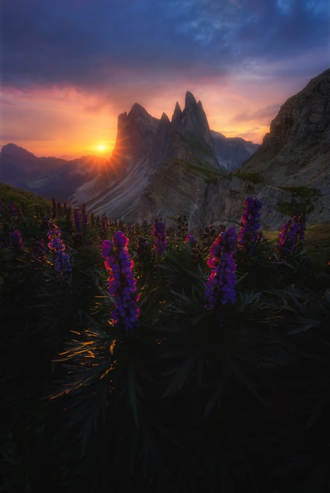 Golden Peaks Purple Bloom by Anastasia — canvas wall art