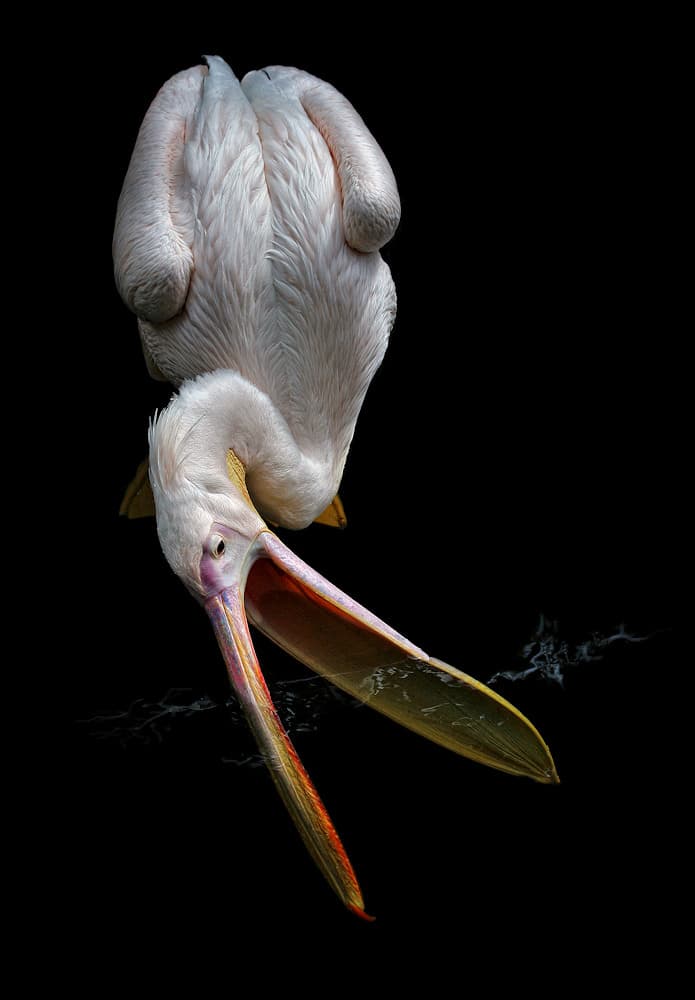 White Pelican Open Beak by Jimmy Hoffman — canvas wall art