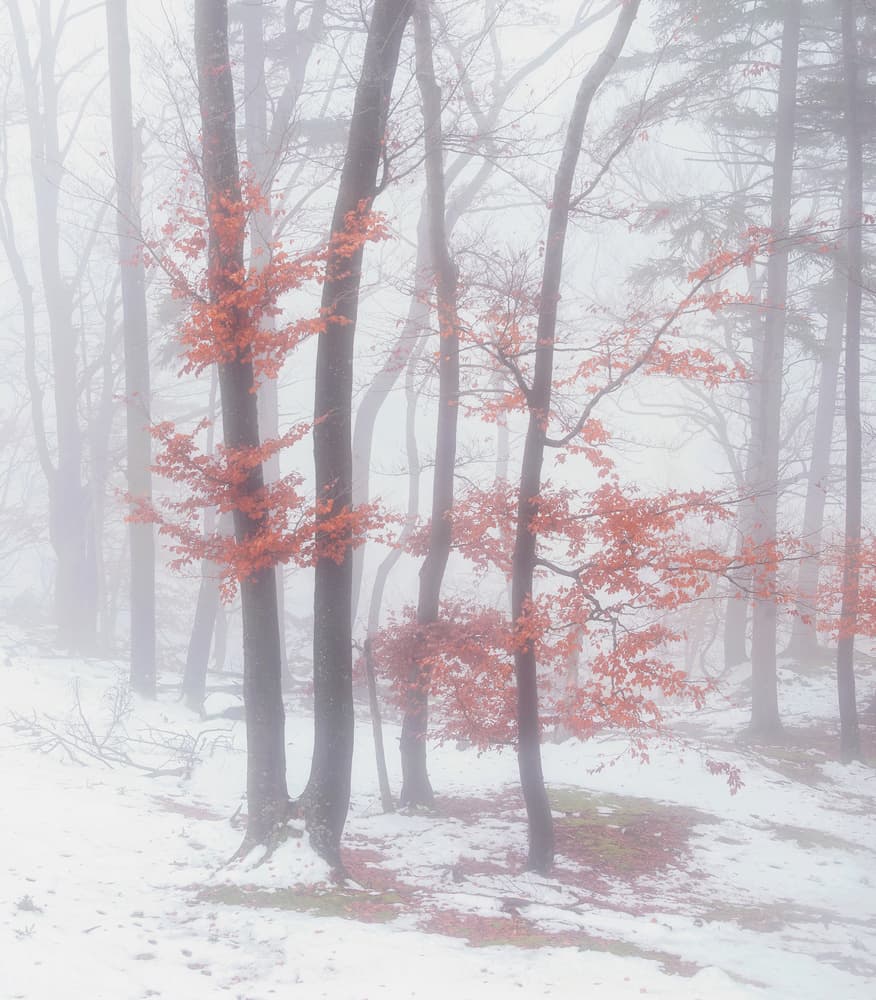 Orange Leaves Winter Fog by Ales Krivec — canvas wall art