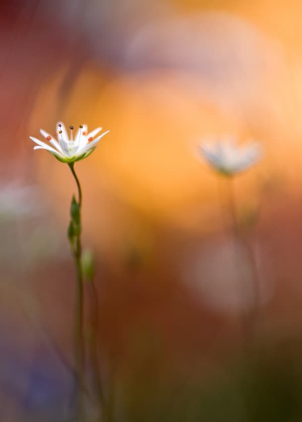Soft White Bloom by Bee Thalin — canvas wall art