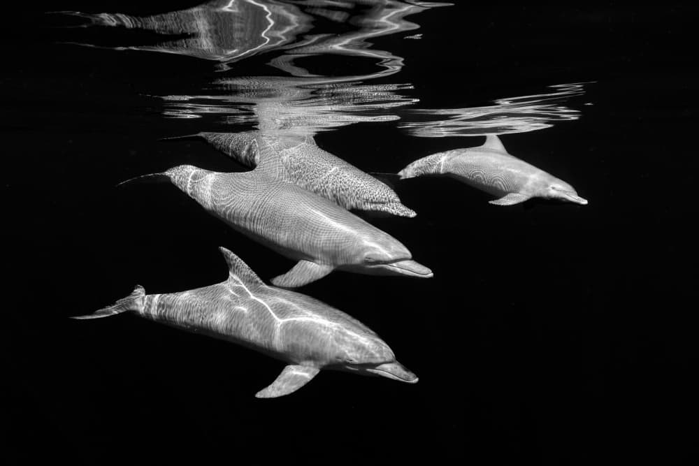 Graceful Dolphins Underwater by Serge Melesan — canvas wall art