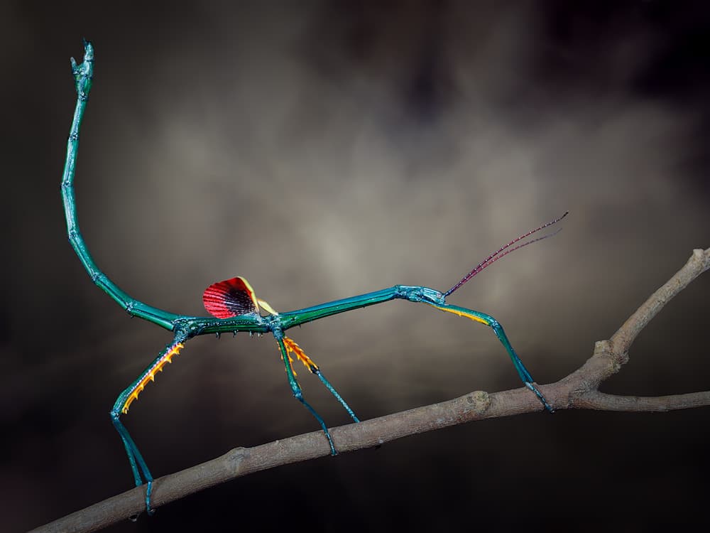 Vibrant Stick Insect by Jimmy Hoffman — canvas wall art