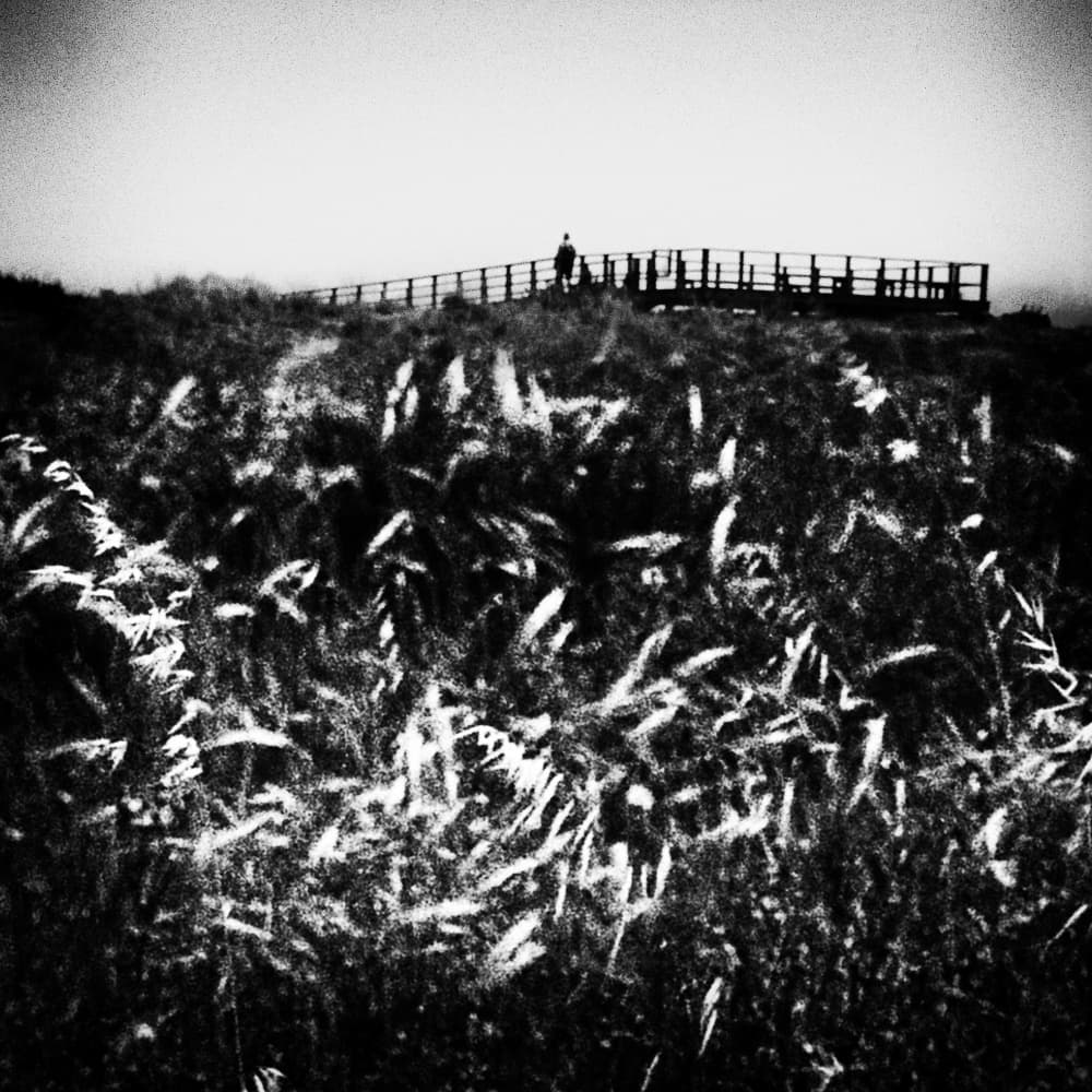 Grassy Path Horizon by Paulo Abrantes — canvas wall art
