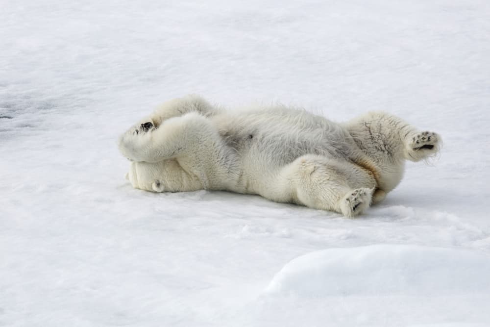 Playful Polar Bear by Iris Wiener — canvas wall art