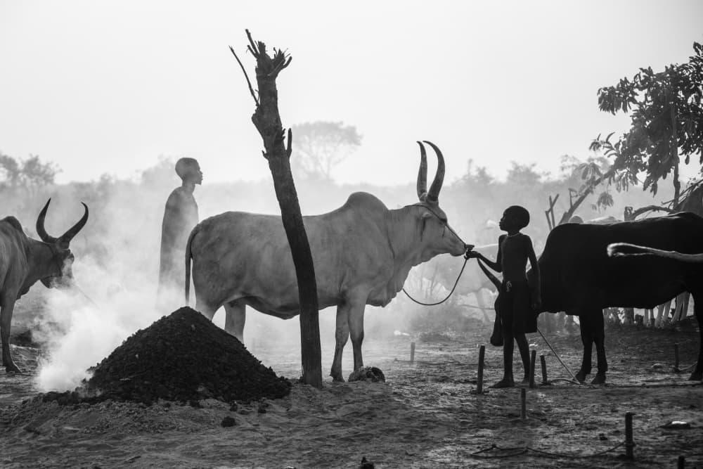 African Cattle Herding by Svetlin Yosifov — canvas wall art