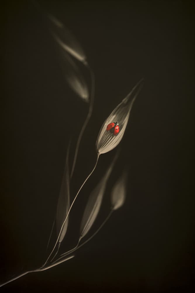 Delicate Red Ladybug by Cicek Kiral — canvas wall art