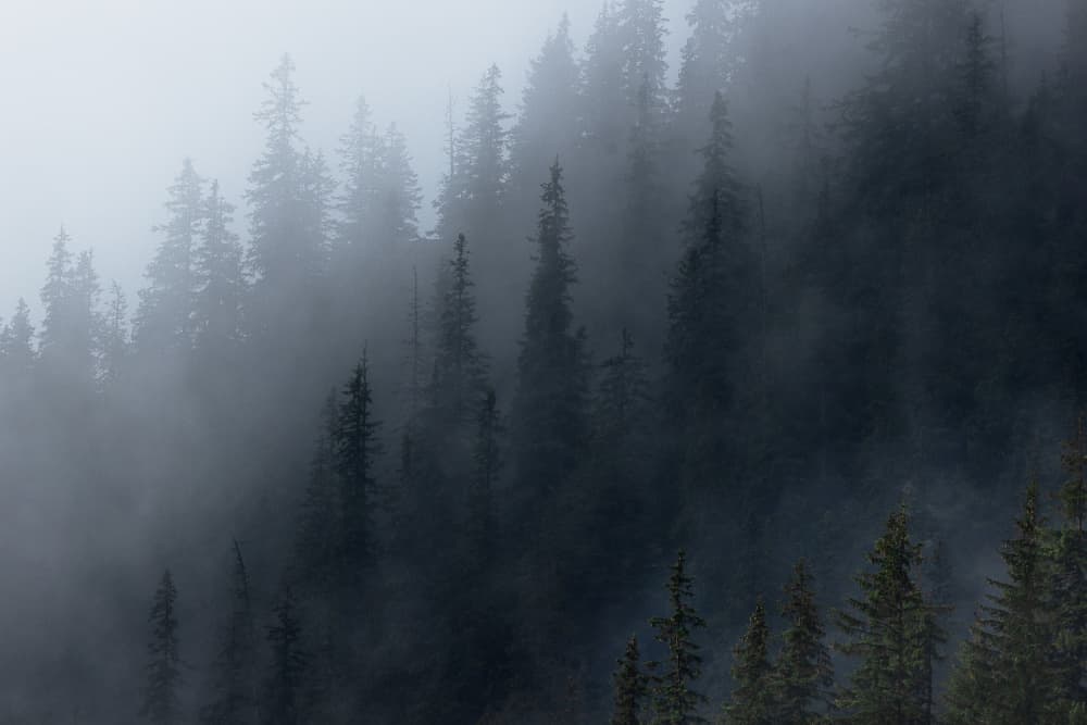 Misty Forest Serenity by Sebastian Mastahac — canvas wall art