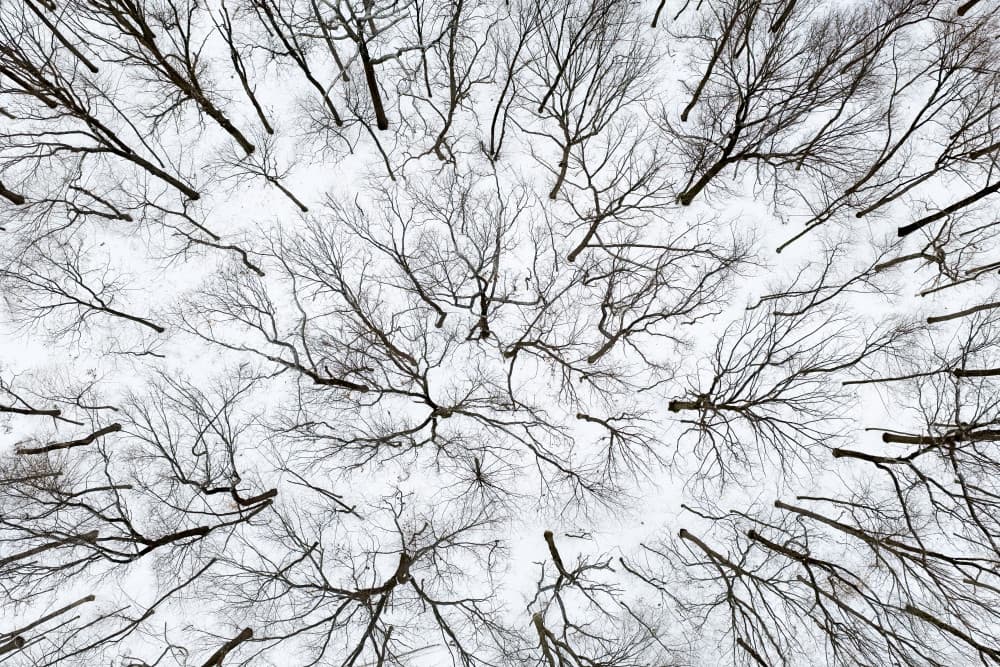 Art of Forest by John Fan — canvas wall art