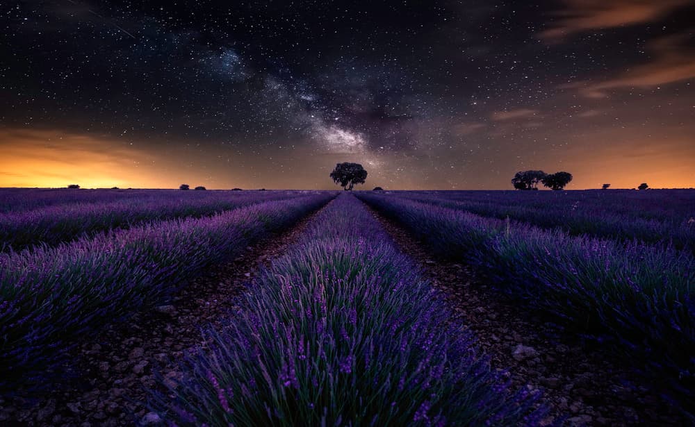Milky Way Lavender Field by Jorge Ruiz Dueso — canvas wall art