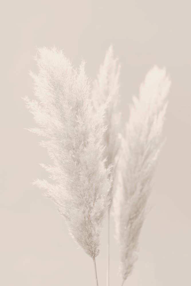 Soft Pampas Plumes by Pictufy Studio III — canvas wall art