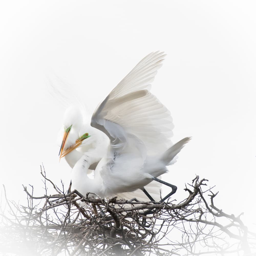 Egrets In Nest by Alex Li — canvas wall art