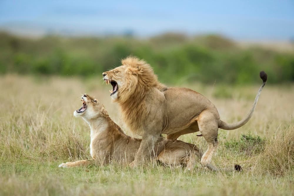 Roaring Lions Mating by Roshkumar — canvas wall art