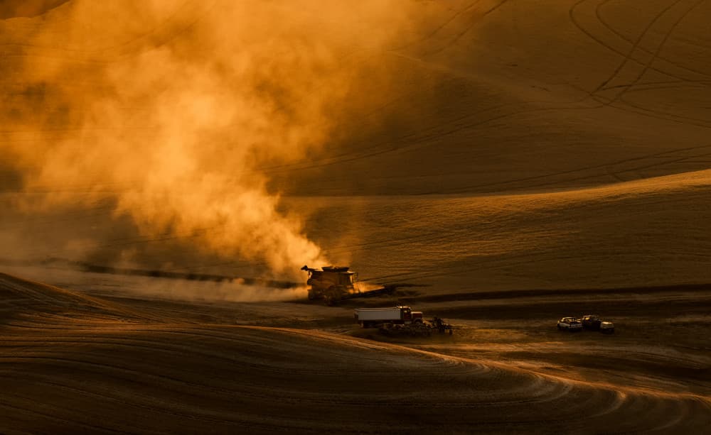 Golden Harvest Dust by Joanna W — canvas wall art