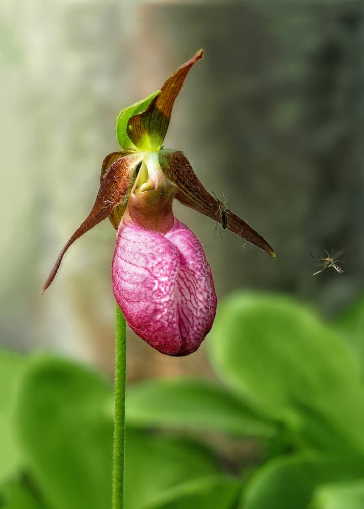 Pink Lady Slipper Orchid by Lucie Gagnon — canvas wall art