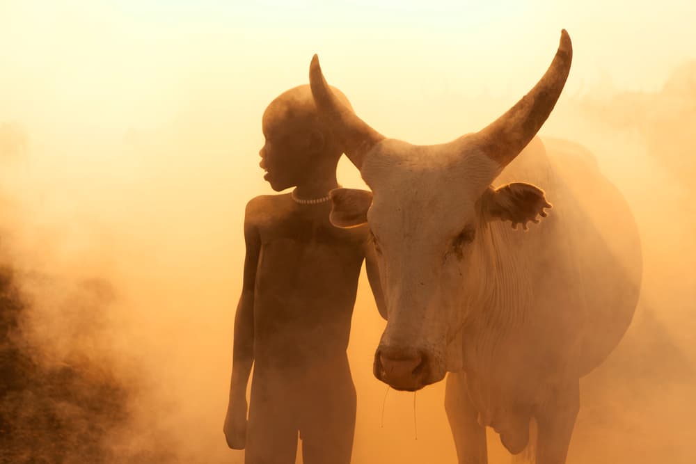 African Boy and Ox by Hesham Alhumaid — canvas wall art