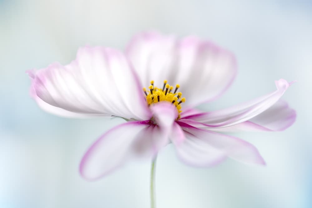 Cosmos by Mandy Disher — canvas wall art
