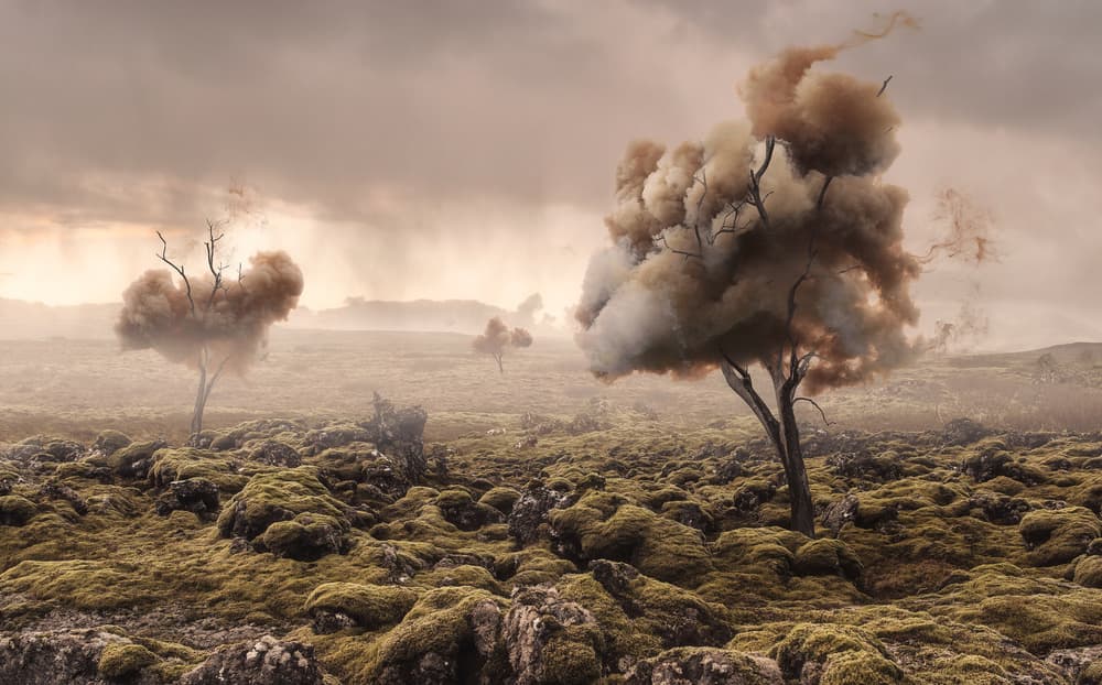 Moody Smoke Trees by Matthias Bergolth — canvas wall art