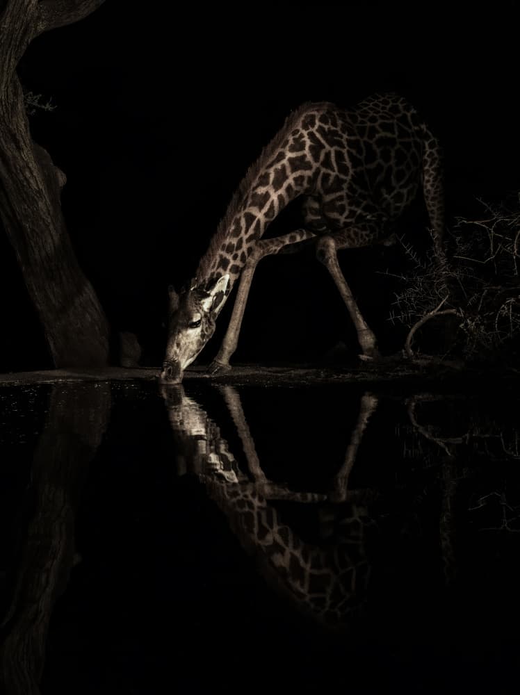 Night Giraffe Reflection by Judy Tseng — canvas wall art