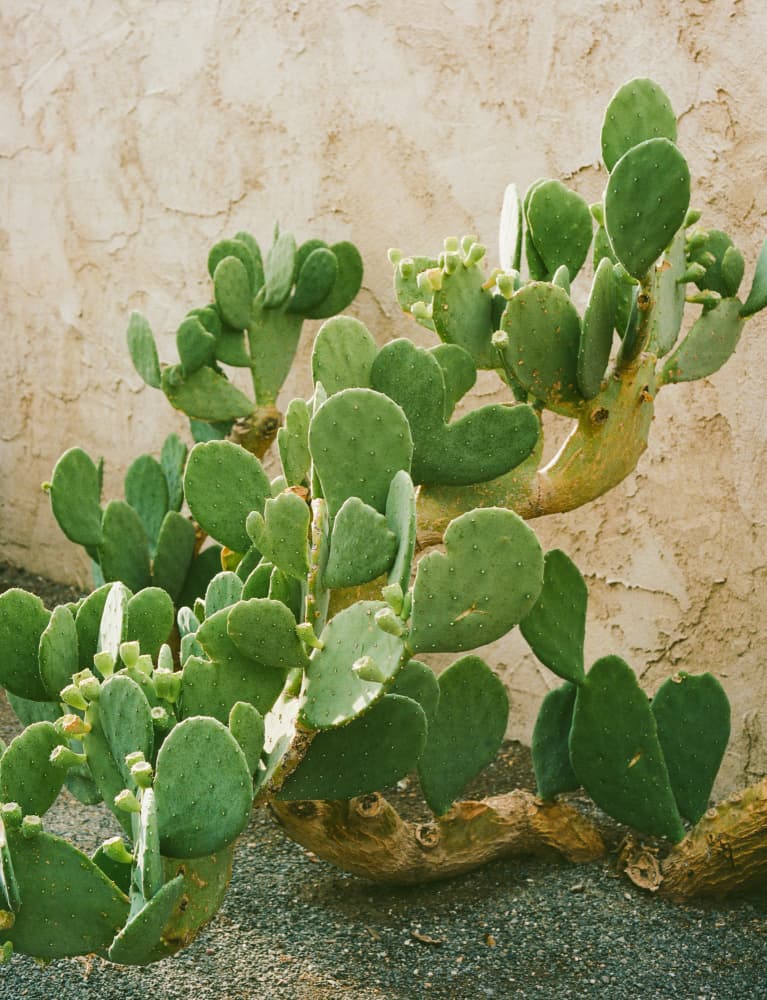 Green Prickly Pear Cactus by Bethany Young — canvas wall art