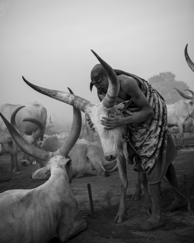 Man and Watusi Bond by Max Vere-Hodge — canvas wall art