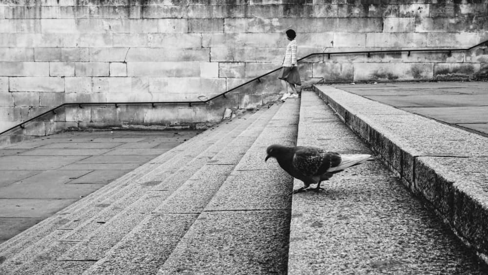 Pigeon on City Stairs by Markos Tsoukalas — canvas wall art