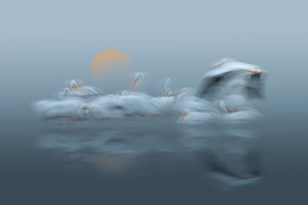 Dreamy Pelicans Flight by Larry Deng APA — canvas wall art