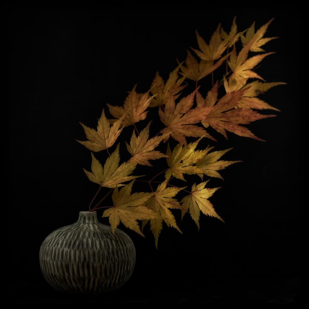 Autumn Maple Display by Lotte Grønkjær — canvas wall art