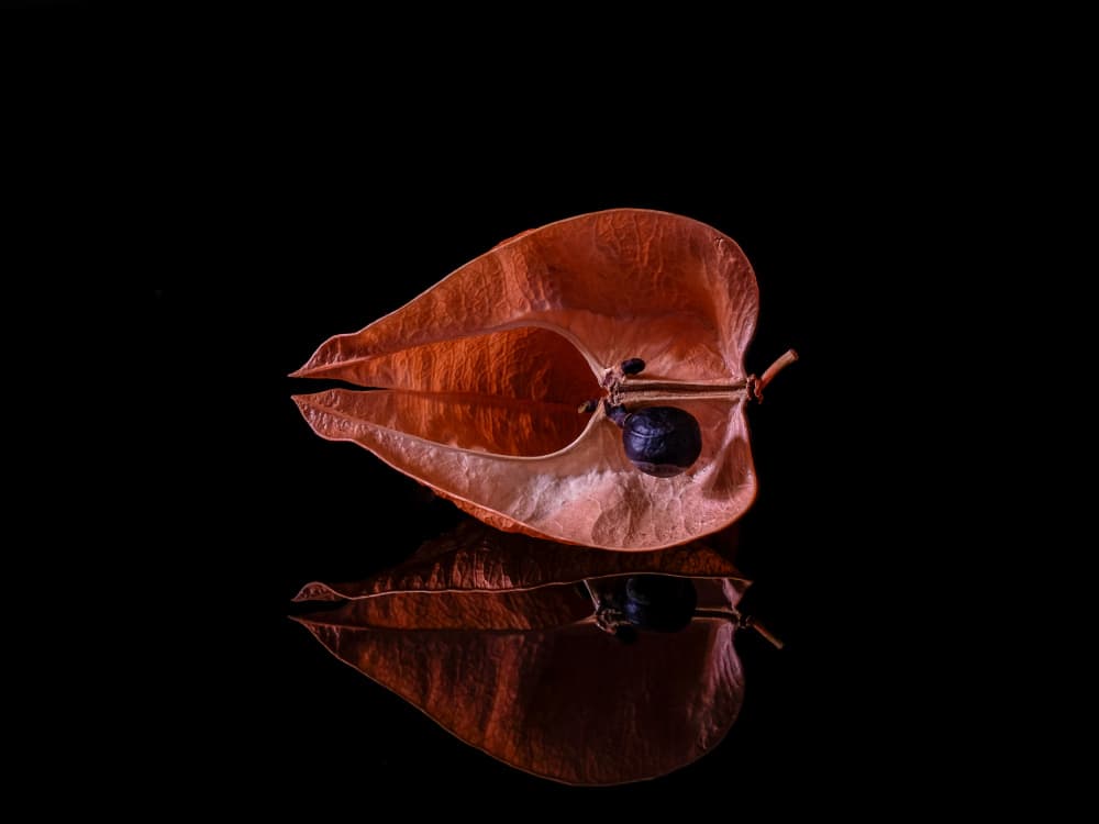 Autumn Seed Pod Reflection by Thierry Lagandré (Transgressed Light) — canvas wall art
