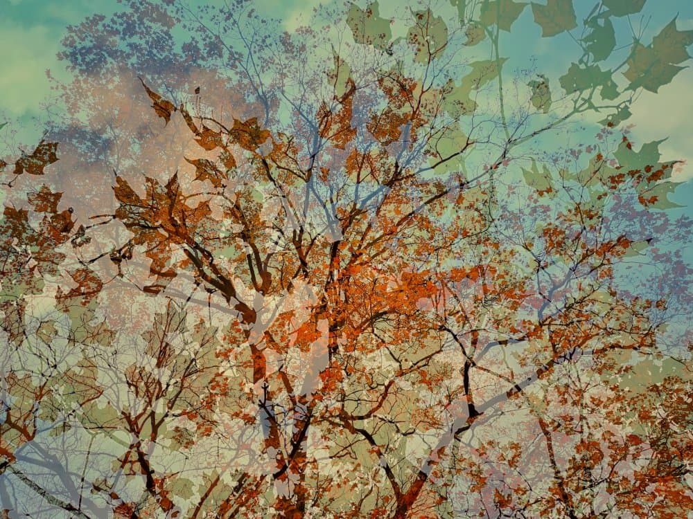 Vibrant Autumn Trees by Sonya Liu — canvas wall art