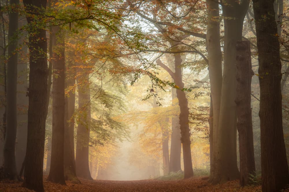 Golden Autumn Forest Path by Piet Haaksma — canvas wall art